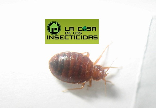 Control de chinches de cama en hoteles, hostels y establecimientos relacionados al turismo.