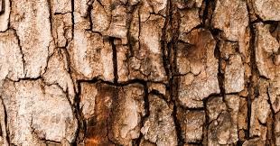 La Madera y el Hombre