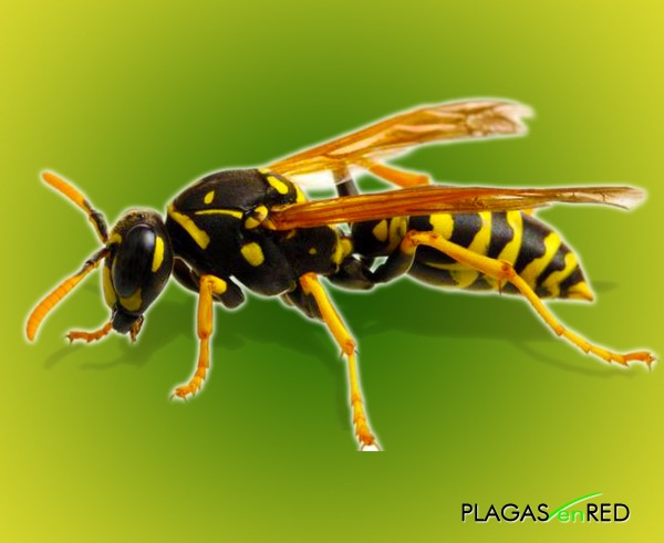 Avispas