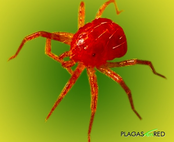 Ara�uela Roja