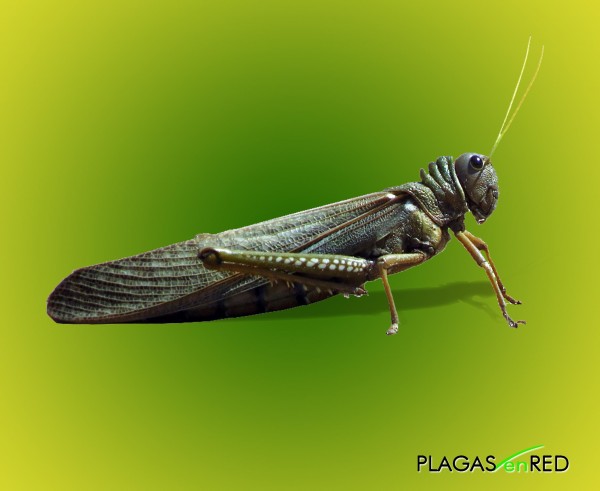 Tucuras