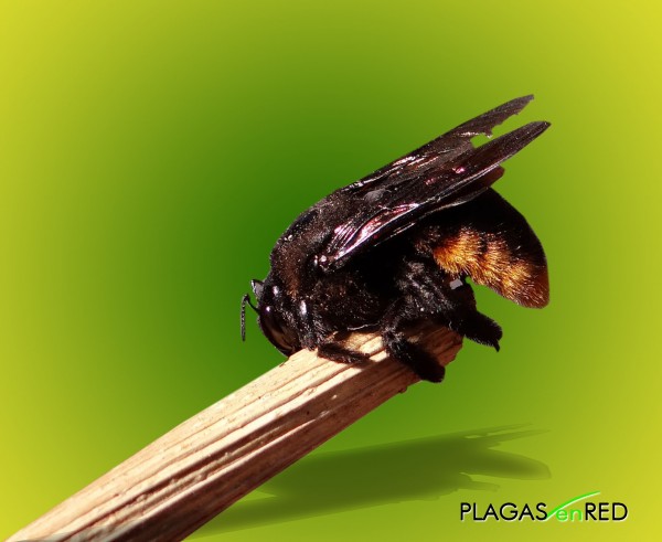 Abeja Carpintera