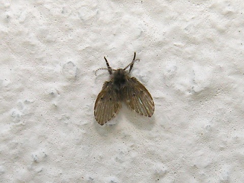 Mosca Palomilla (Psychoda spp.)
