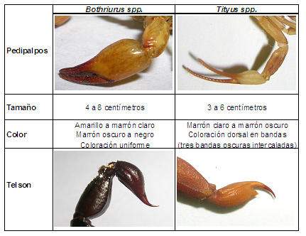 Escorpiones (Tityus spp. o Bothriurus spp.)