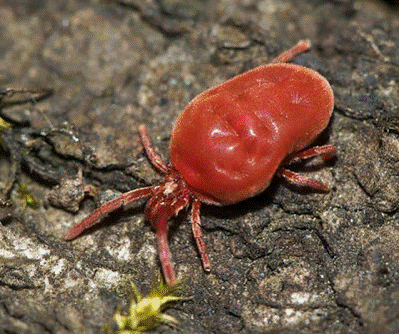 Bicho colorado (Trombicula autumnalis)