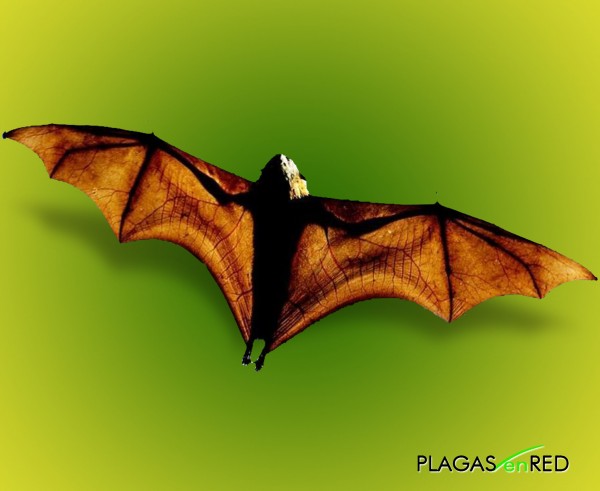 Murci�lago com�n (Tadarida brasiliensis)