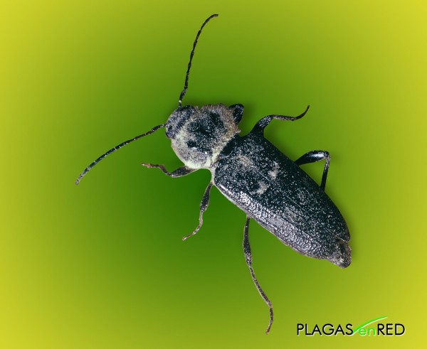 Taladro (Hylotrupes bajulus)
