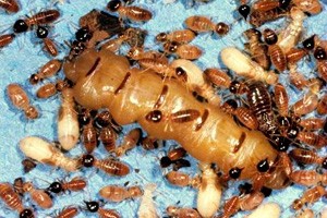 Termitas (Cryptotermes spp.)