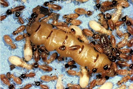 Termitas (Cryptotermes spp.)