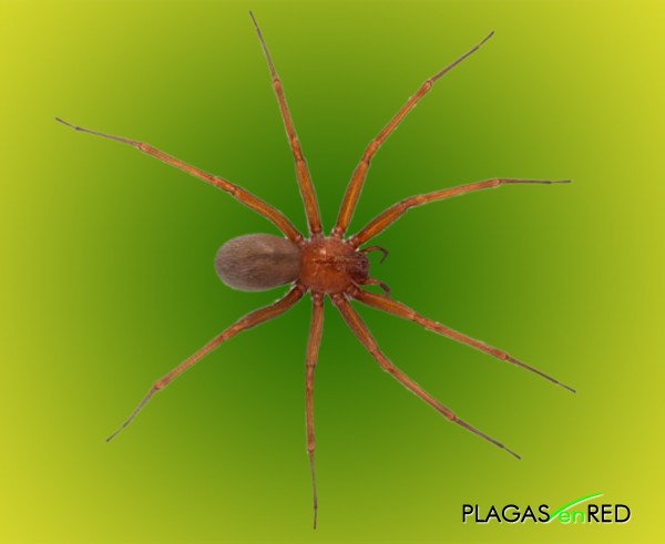 Ara�a de los cuadros o ara�a viol�n (Loxosceles laeta)
