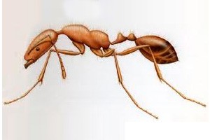 Hormiga Fara�n (Monomorium pharaonis)